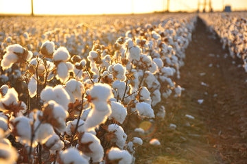 What's So Great About Organic Cotton, Anyway?
